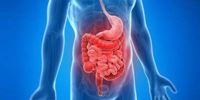 Intestino, alimentazione ed altro